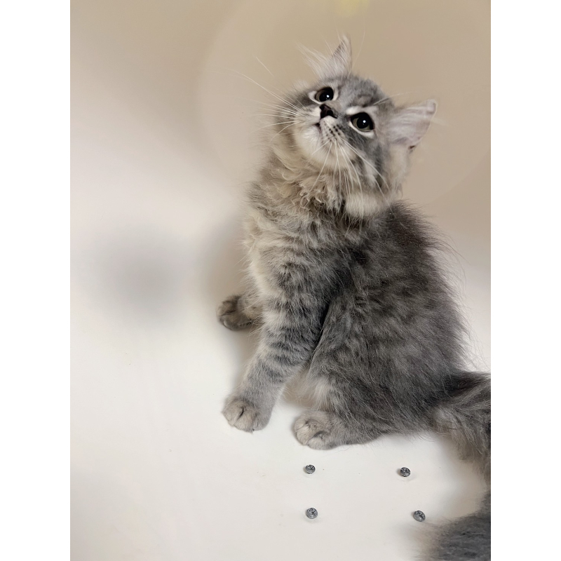 【已有家長】賽爾凱克直毛公