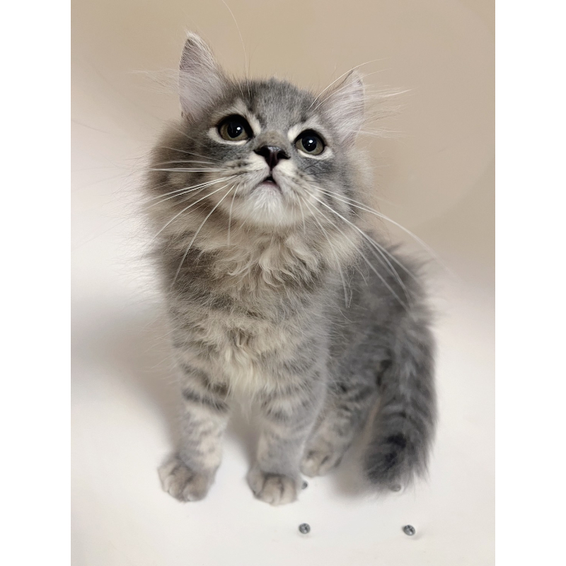 【已有家長】賽爾凱克直毛公