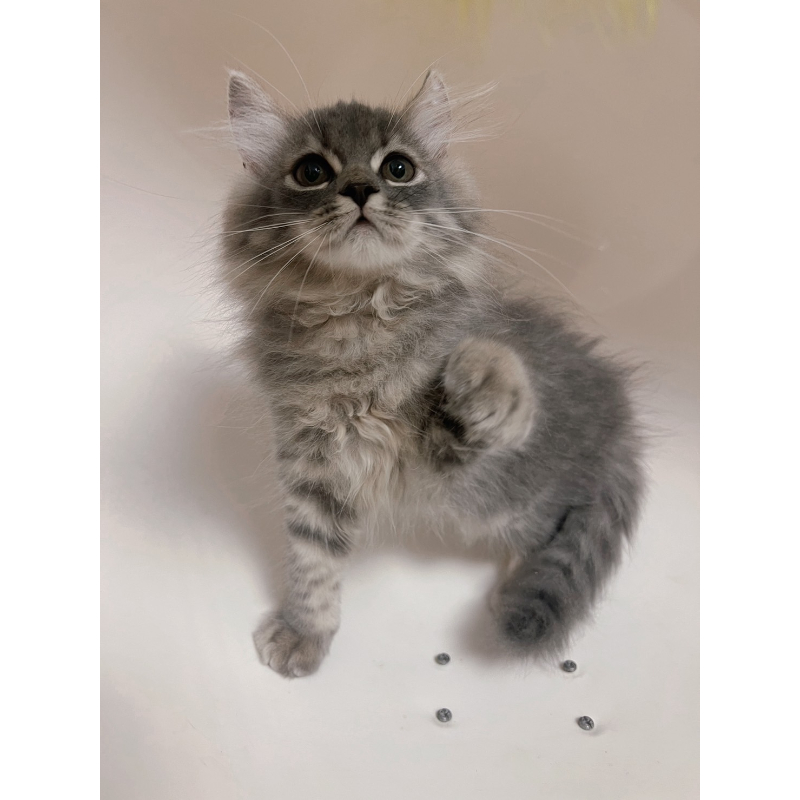 【已有家長】賽爾凱克直毛公