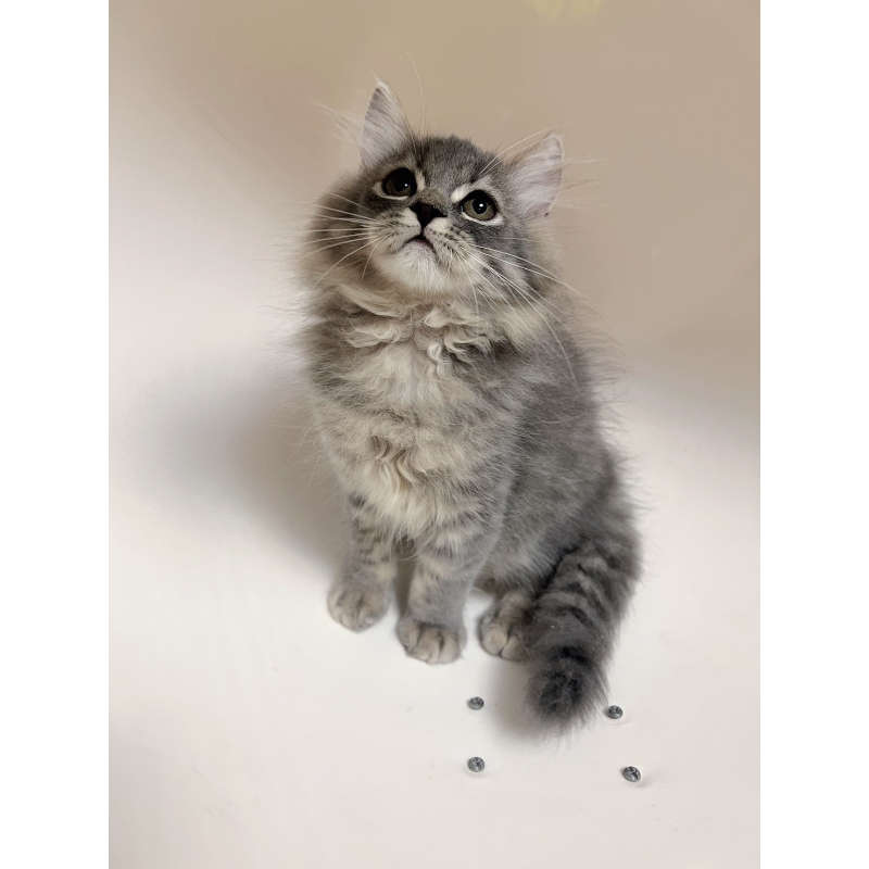 【已有家長】賽爾凱克直毛公