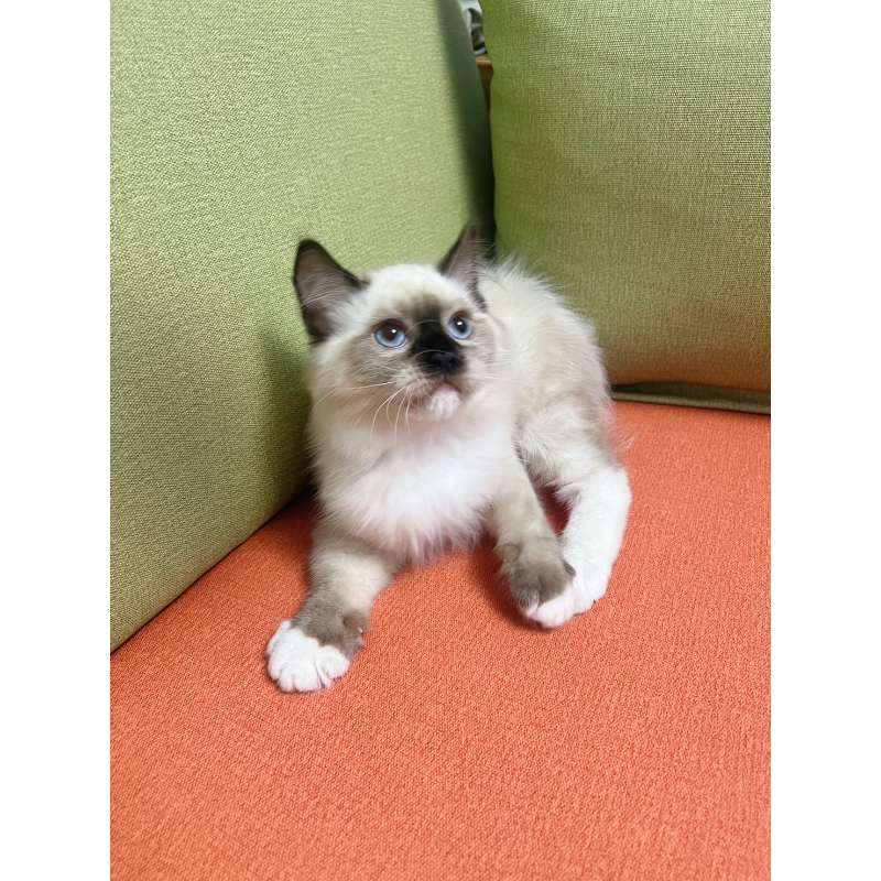 【已有家長】海豹重點手套布偶公