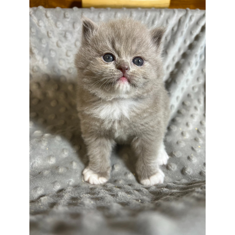 【已有家長】紫丁香加白英長弟弟