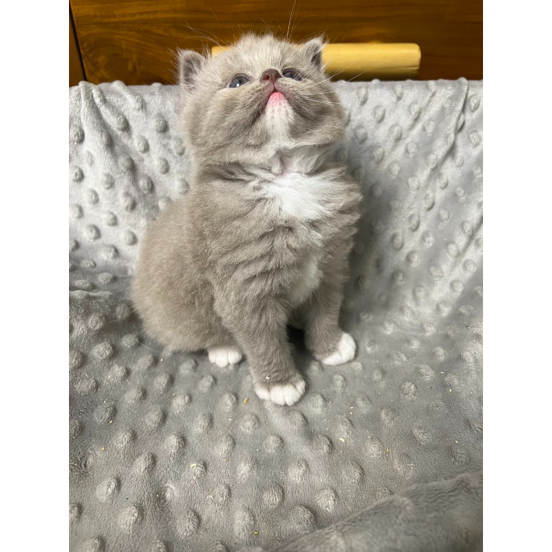 【已有家長】紫丁香加白英長弟弟