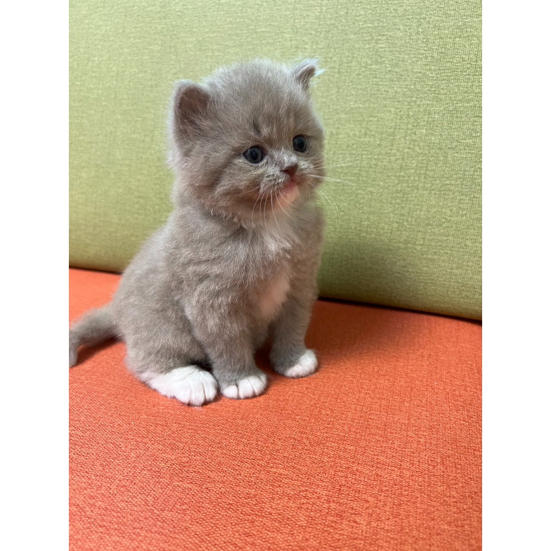 【已有家長】紫丁香加白英長弟弟