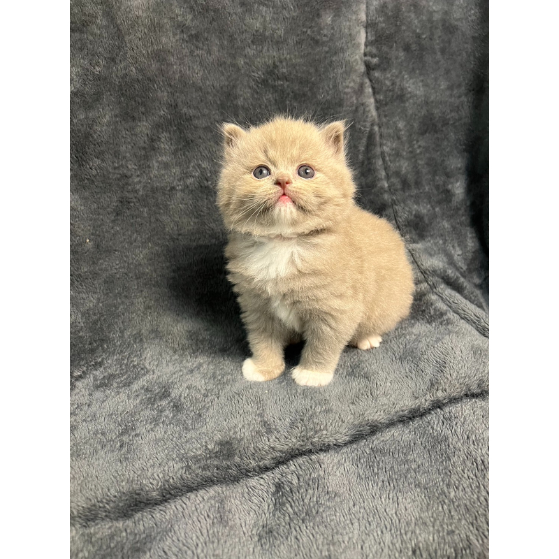 【已有家長】紫丁香加白英長弟弟