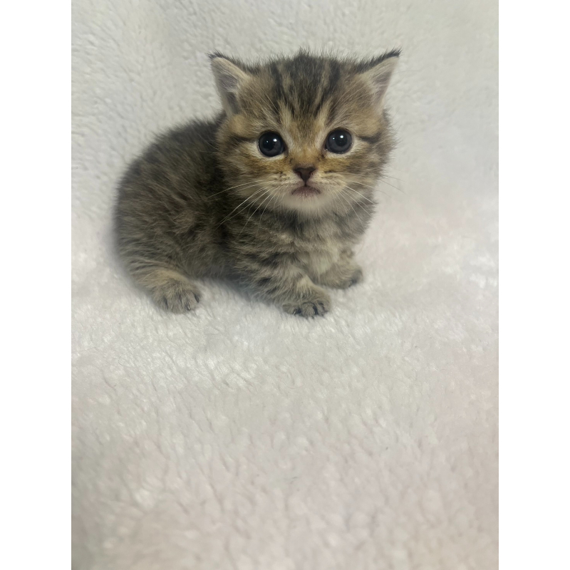 【已有家長】棕虎斑曼赤肯妹妹