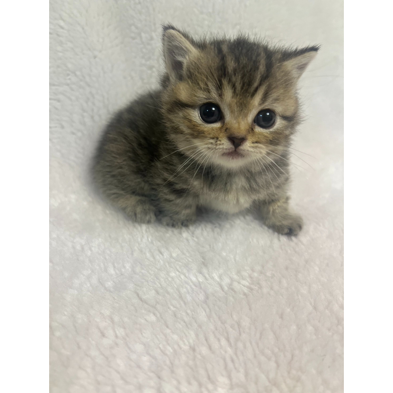 【已有家長】棕虎斑曼赤肯妹妹