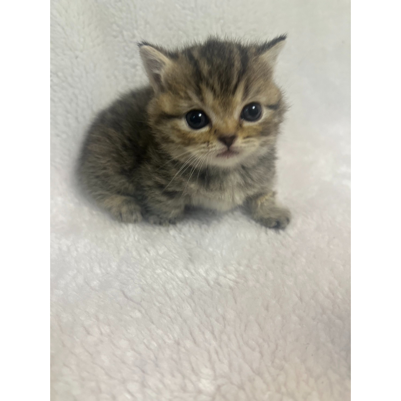【已有家長】棕虎斑曼赤肯妹妹