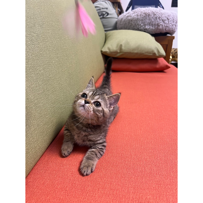 【已有家長】包子臉棕虎斑曼赤肯弟弟