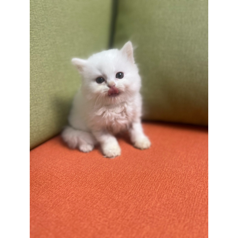 賽爾特直毛貓（妹妹）