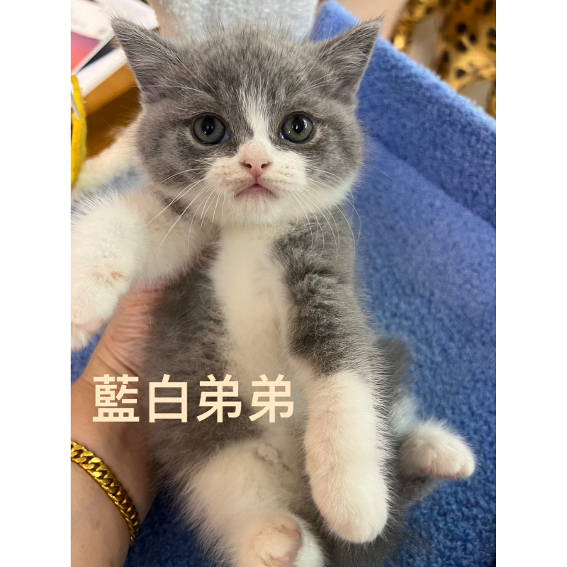 【已有家長】進口紫丁香血系粗骨架英短