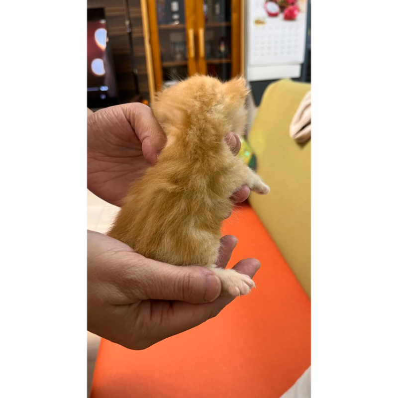 【已有家長】奶油曼赤肯