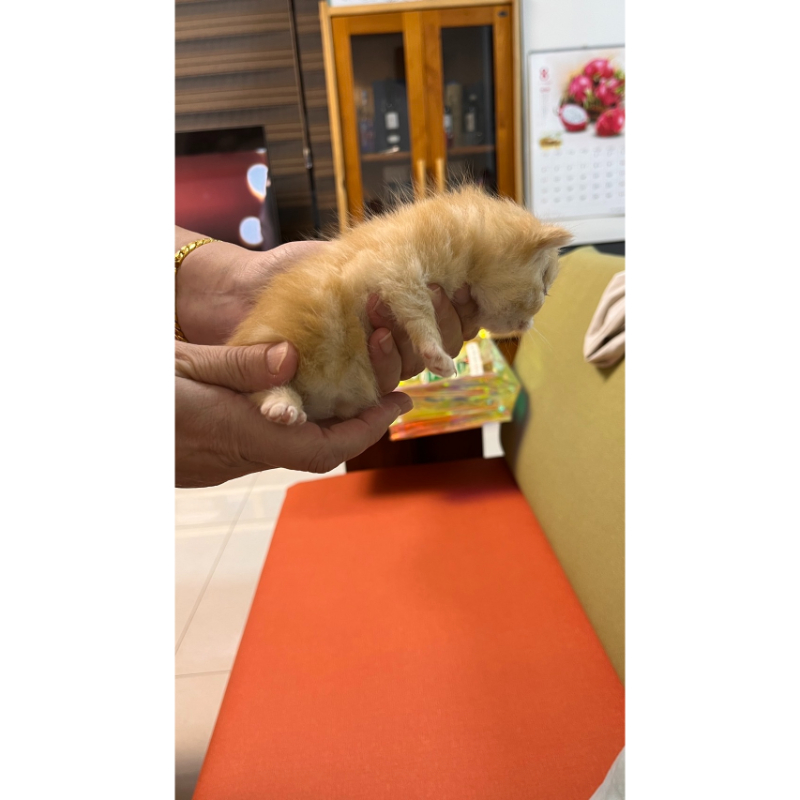 【已有家長】奶油曼赤肯