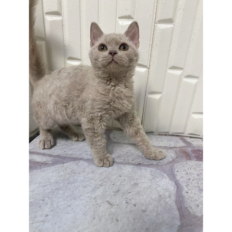 【已有家長】紫丁香賽爾凱克捲毛貓弟弟