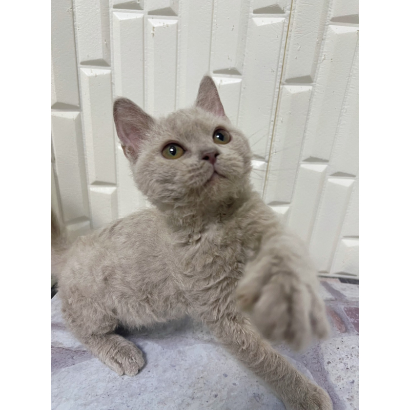 【已有家長】紫丁香賽爾凱克捲毛貓弟弟