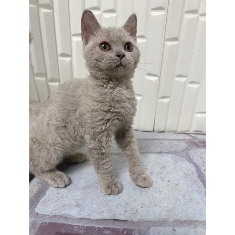 【已有家長】紫丁香賽爾凱克捲毛貓弟弟