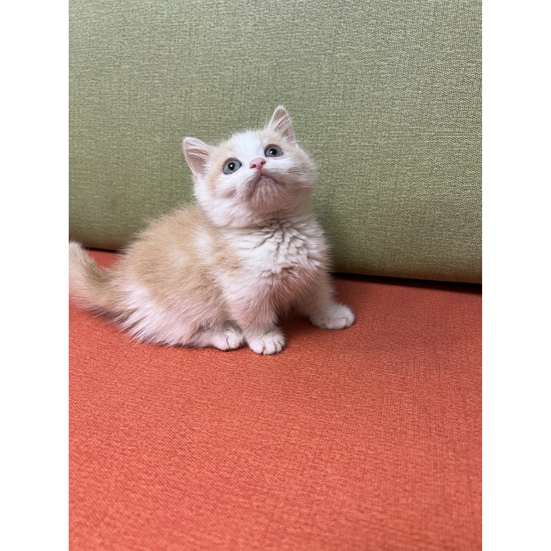 【已有家長】奶油正賓士曼赤肯公/黑玳瑁小步舞曲妹妹/白小步舞曲弟弟