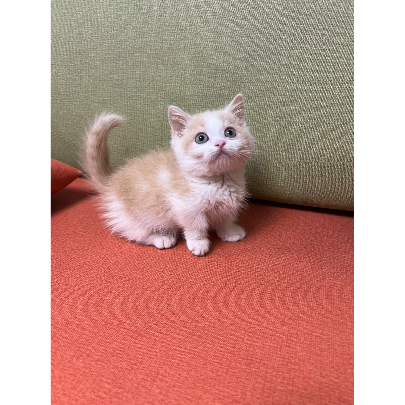 【已有家長】奶油正賓士曼赤肯公/黑玳瑁小步舞曲妹妹/白小步舞曲弟弟