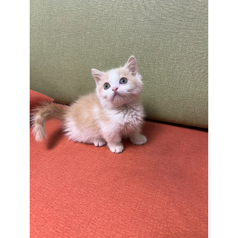 【已有家長】奶油正賓士曼赤肯公/黑玳瑁小步舞曲妹妹/白小步舞曲弟弟