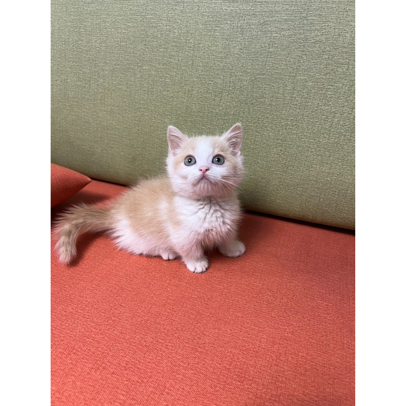 【已有家長】奶油正賓士曼赤肯公/黑玳瑁小步舞曲妹妹/白小步舞曲弟弟