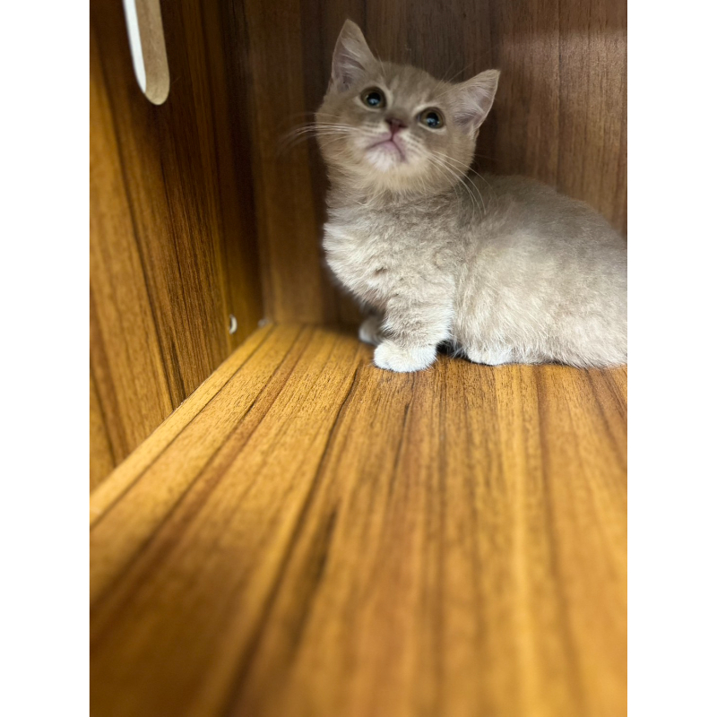 紫丁琥珀曼赤肯弟弟