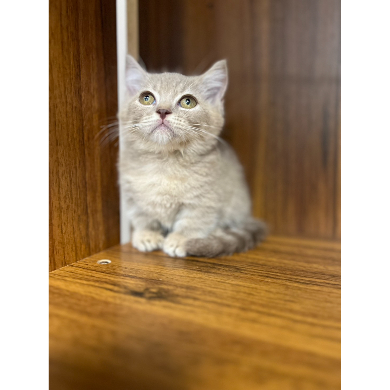 紫丁琥珀曼赤肯弟弟