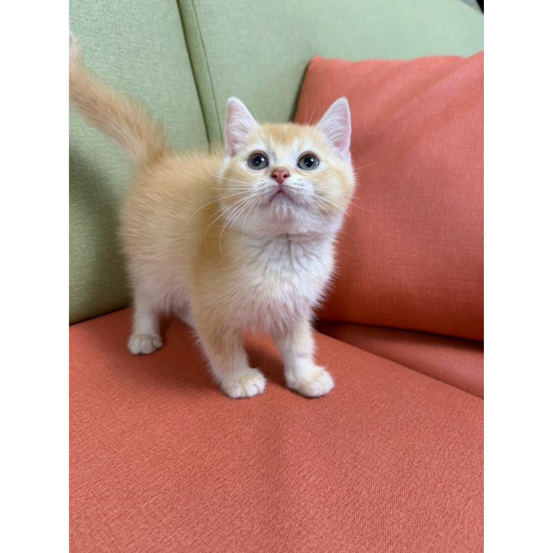 乳金漸層英短弟弟