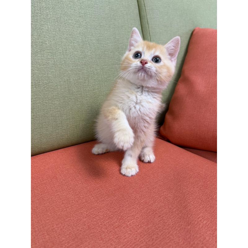 乳金漸層英短弟弟