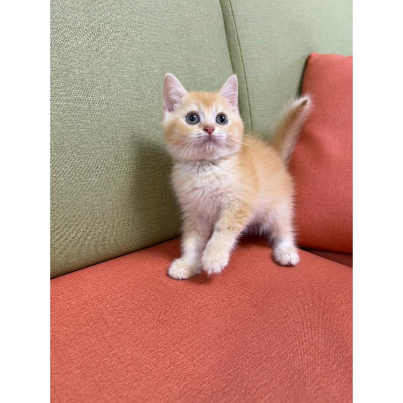 乳金漸層英短弟弟