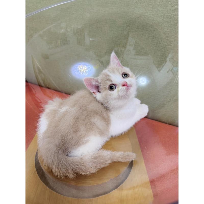 奶油正賓士英短公