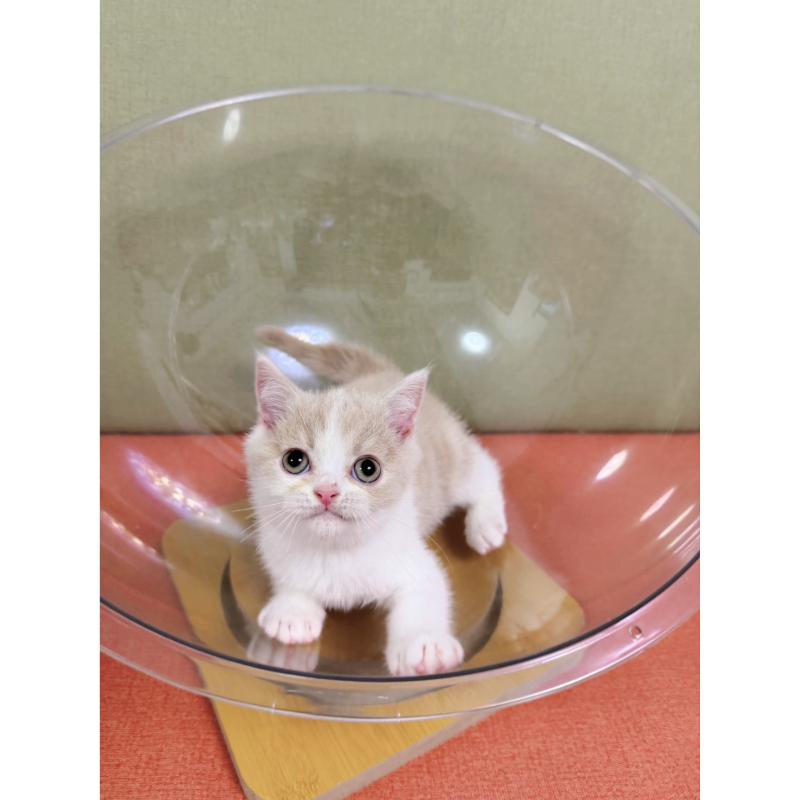 奶油正賓士英短公