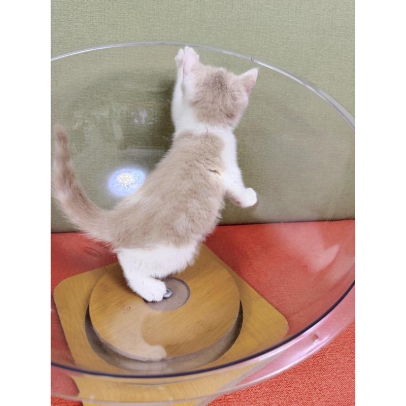 奶油正賓士英短公