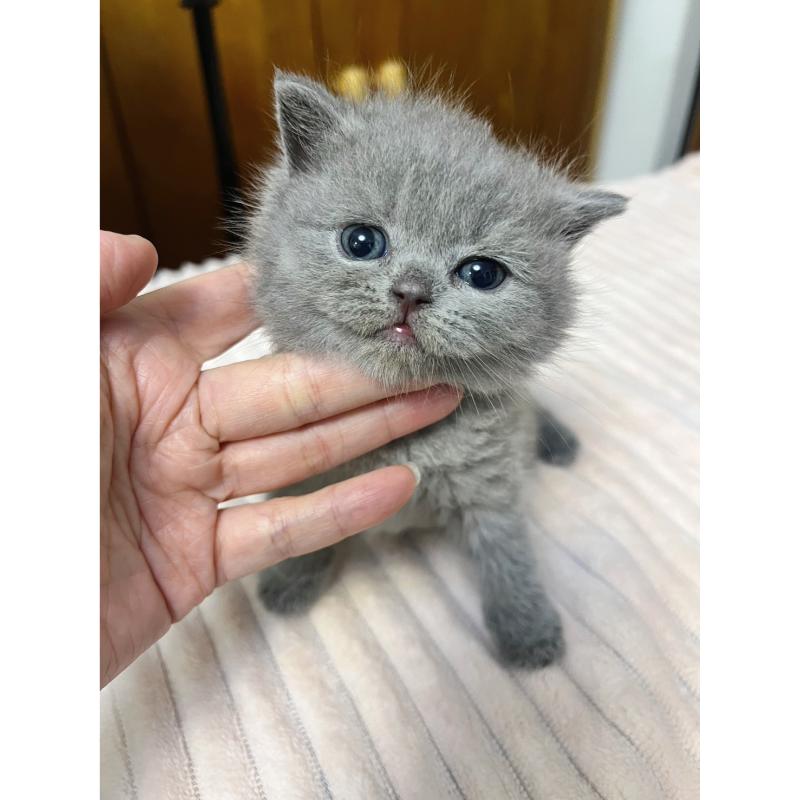 包子臉藍英短母（紫丁香血系）