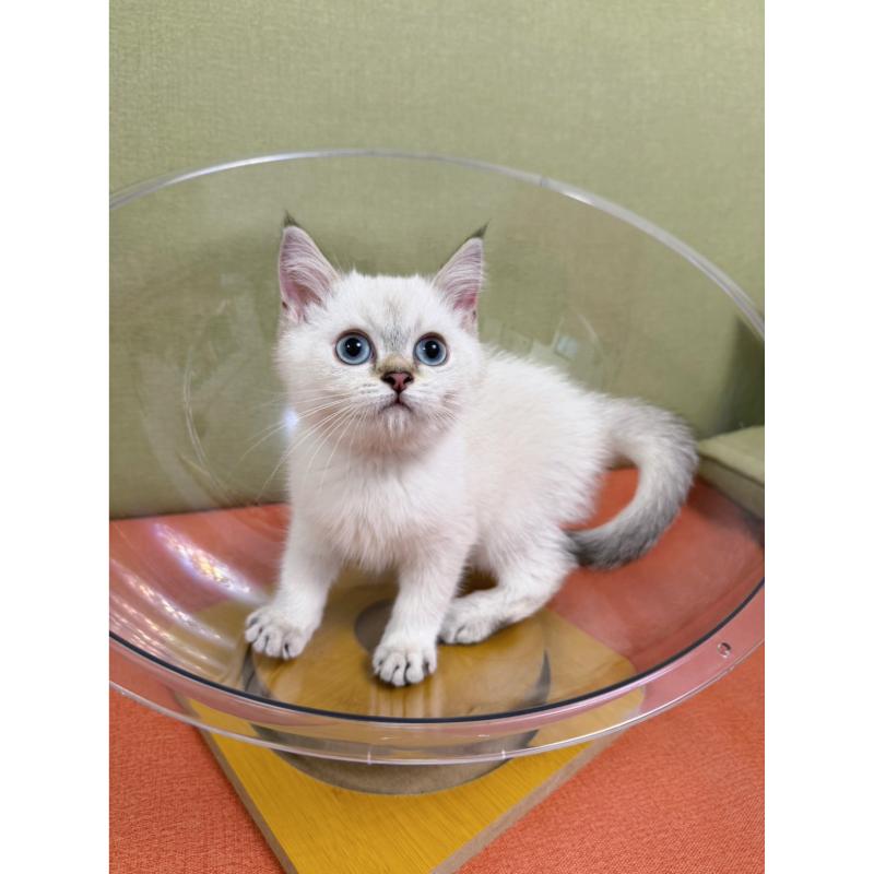 包子臉金點漸層英短公