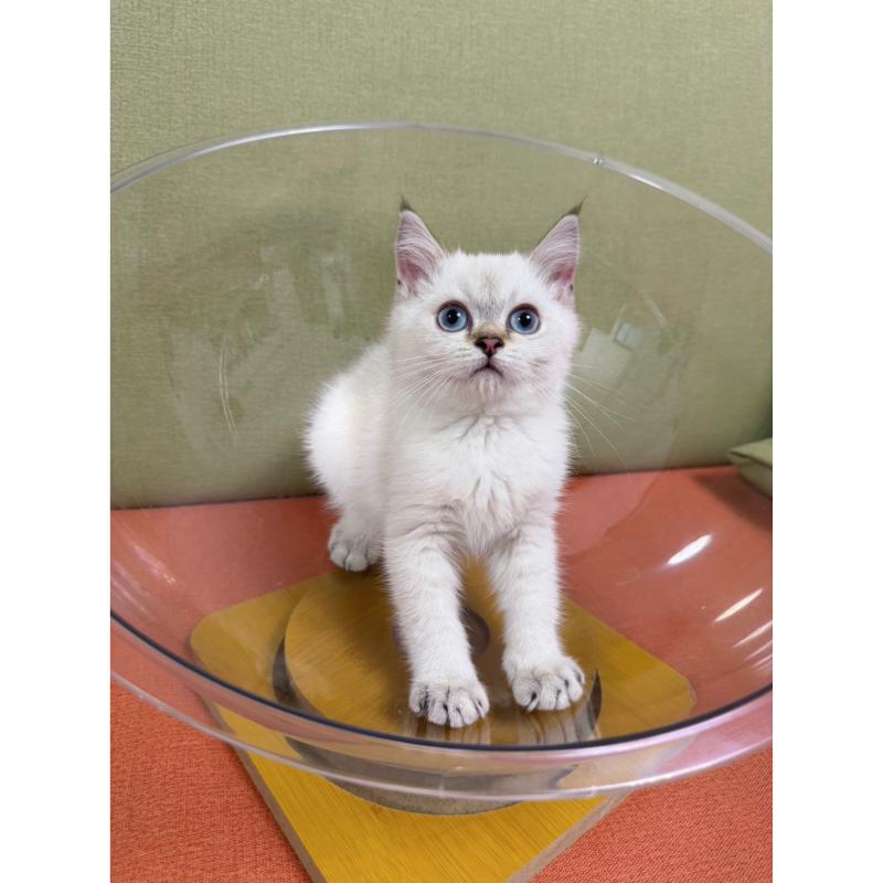 包子臉金點漸層英短公