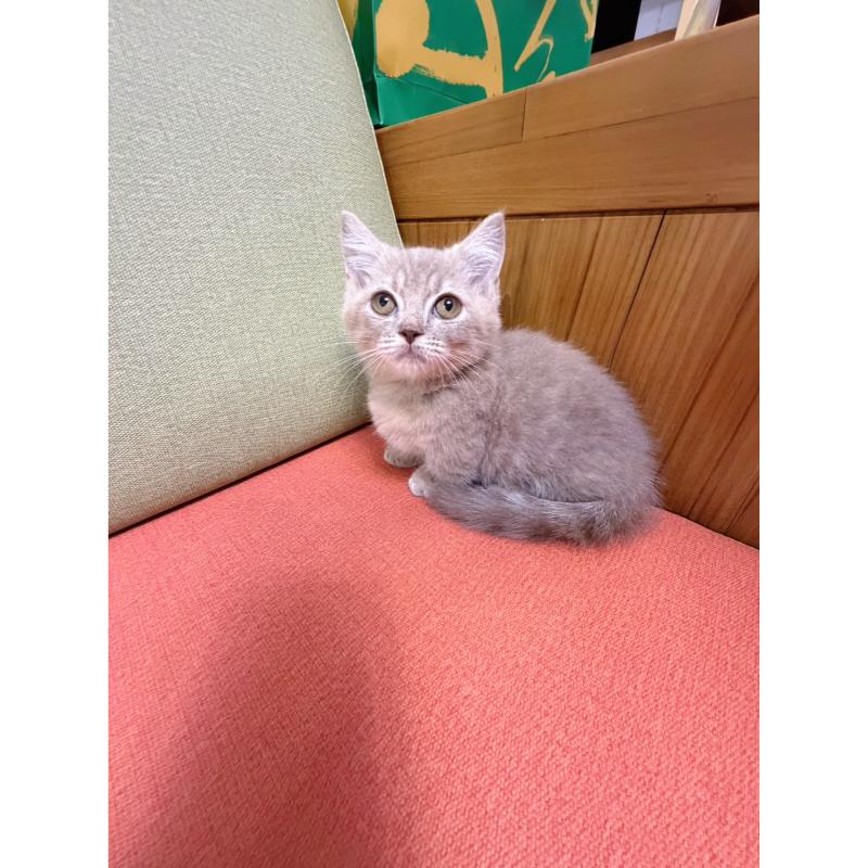 紫丁琥珀曼赤肯弟弟