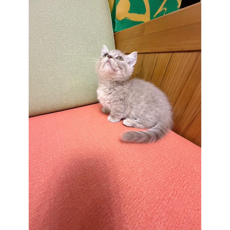 紫丁琥珀曼赤肯弟弟