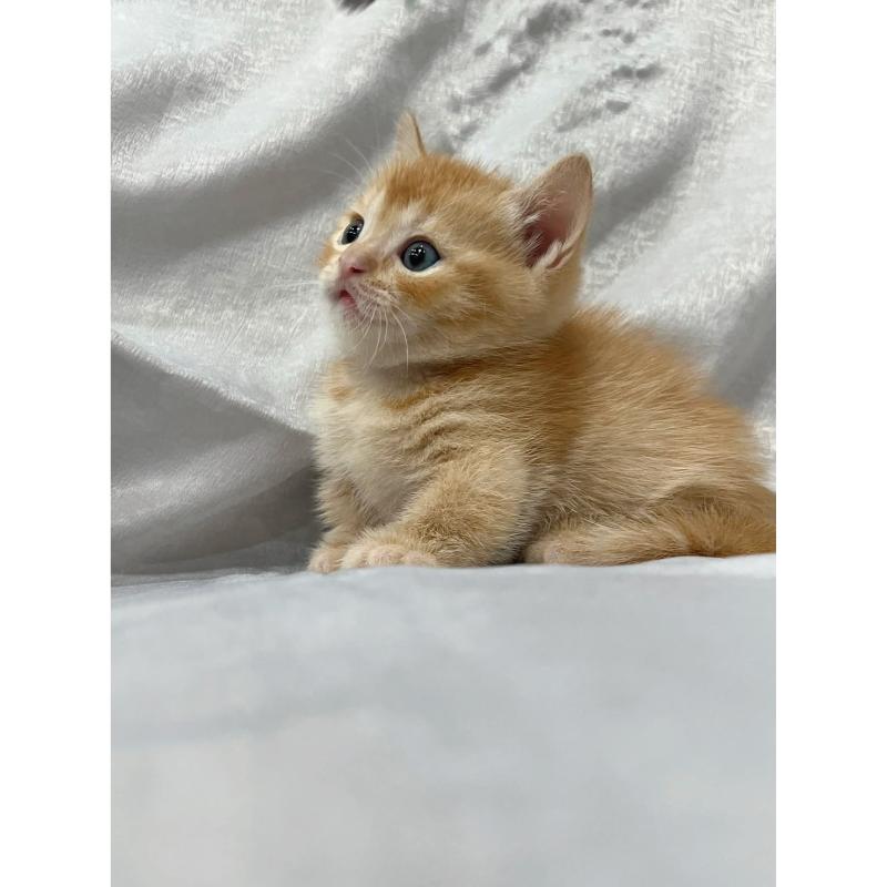 乳金漸層曼赤肯弟弟