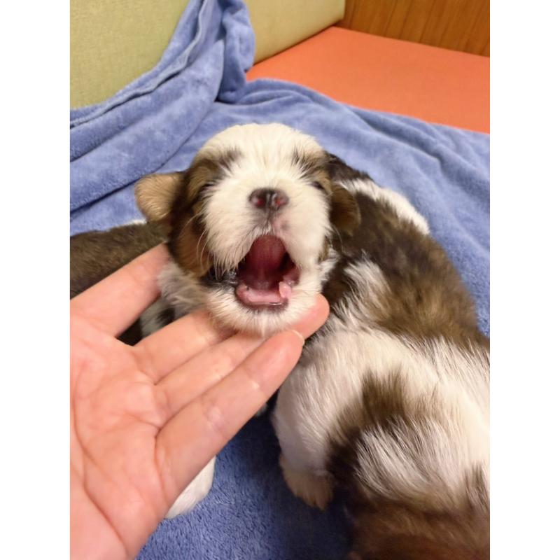 高級數正頭花西施犬弟弟