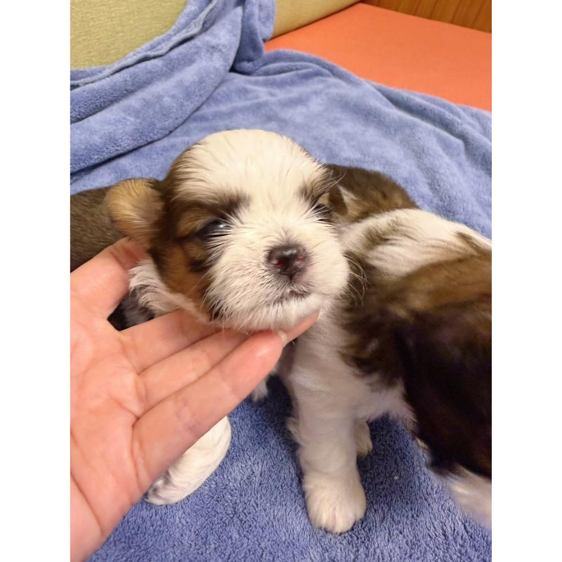 高級數正頭花西施犬弟弟