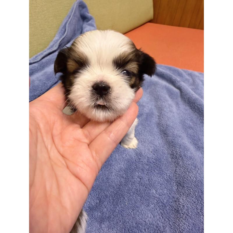 高級數正頭花西施犬弟弟