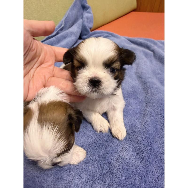 高級數正頭花西施犬弟弟