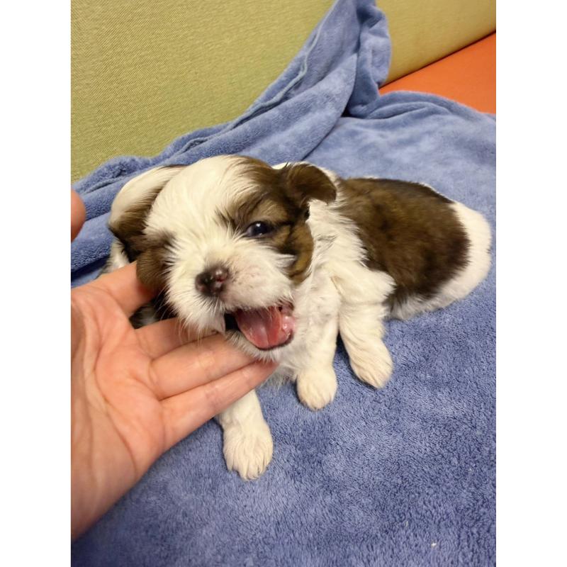 高級數正頭花西施犬弟弟