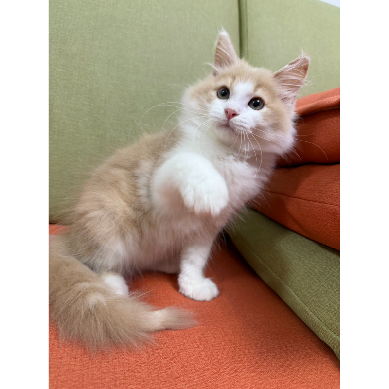 奶油正賓士挪威森林弟弟