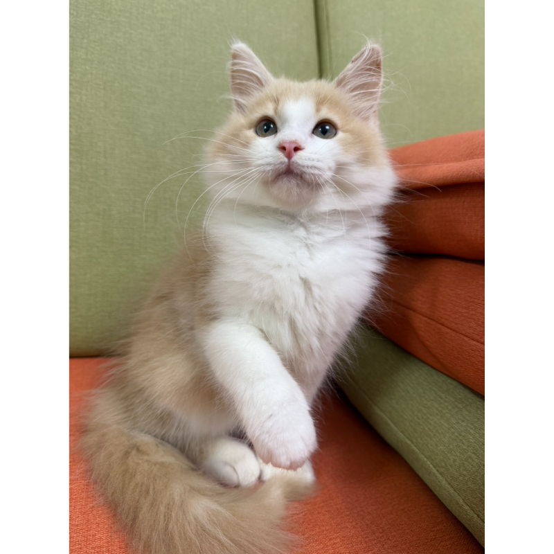 奶油正賓士挪威森林弟