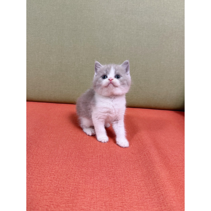 包子臉紫丁香正賓士英