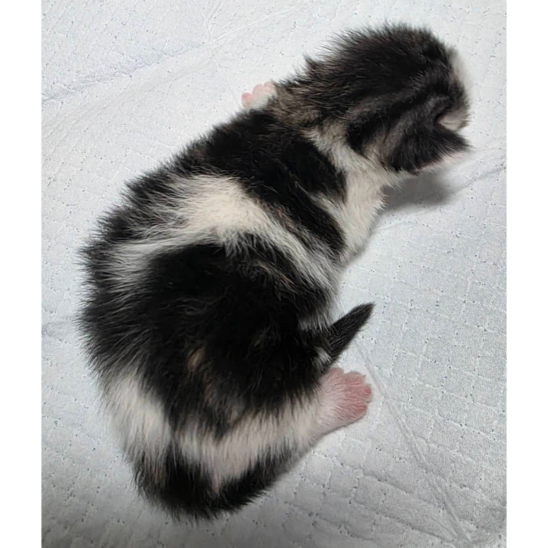 各色系緬因貓寶寶