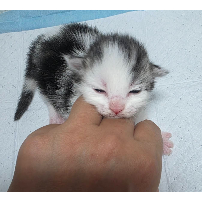 各色系緬因貓寶寶