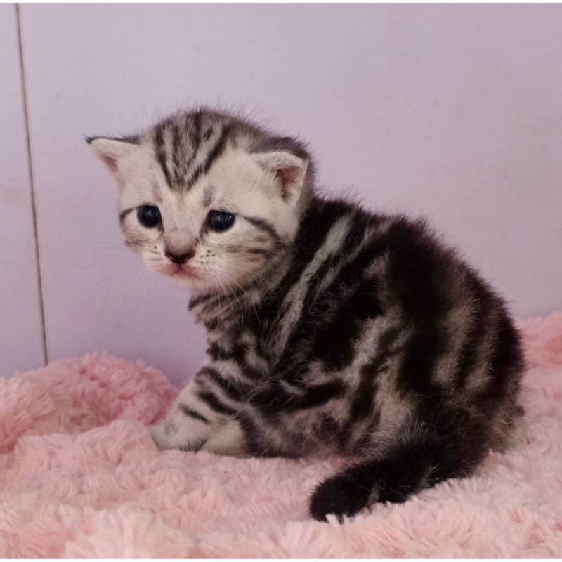 超美銀螺旋紋美短