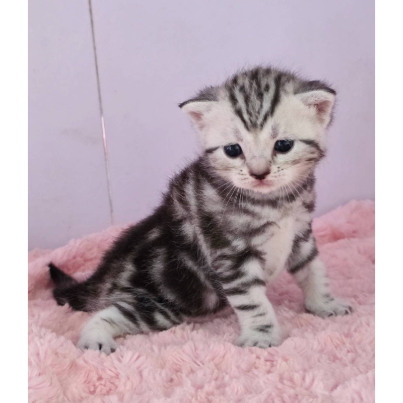 超美銀螺旋紋美短